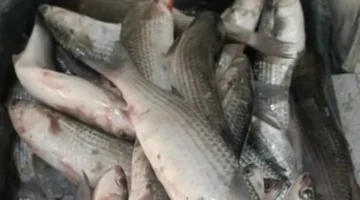 قائمة محدثة.. أسعار أنواع الأسماك في أسواق دمياط خلال تعاملات الجمعة 13 فبراير